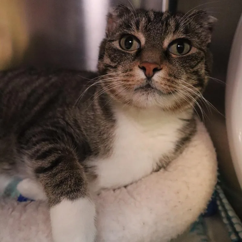 A senior large-sized male Brown / Chocolate Domestic Short Hair cat named Foxy for adoption in Waukesha, WI