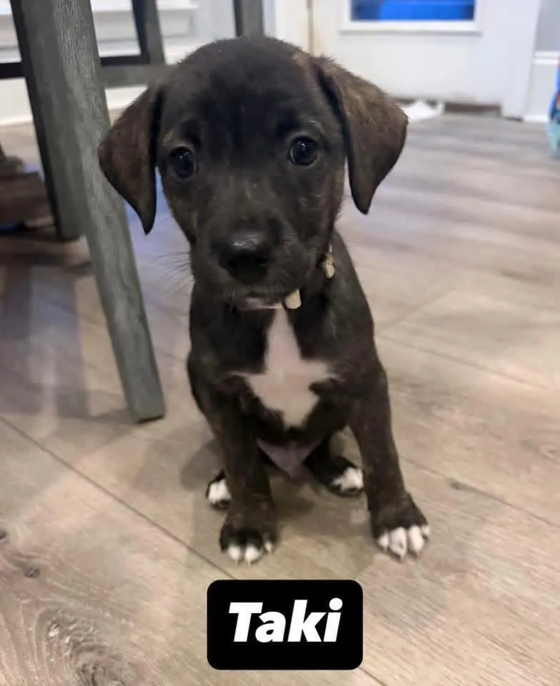 A baby medium-sized male Labrador Retriever dog named Taki for adoption in Walker, LA