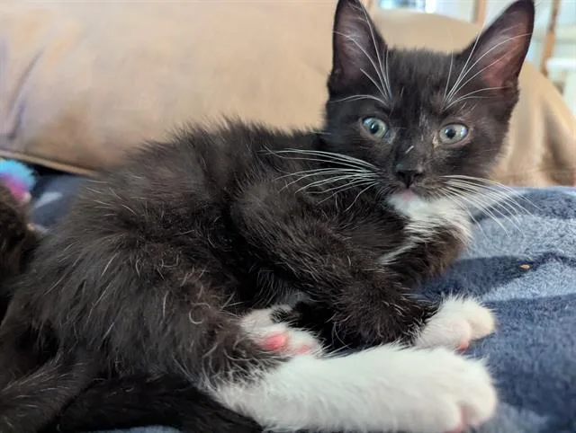 A baby small-sized male Domestic Short Hair cat named Mittens for adoption in Charlotte, NC