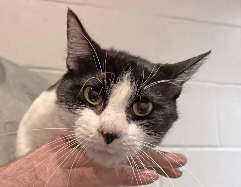 An adult medium-sized male Black & White / Tuxedo Domestic Short Hair cat named Dash for adoption in Columbus, IN