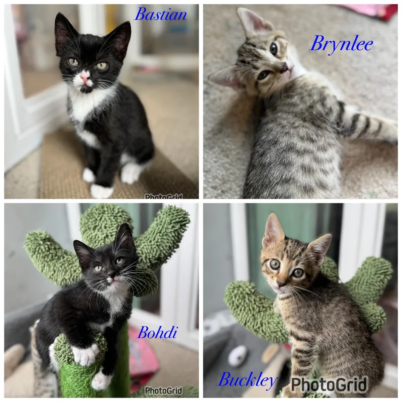 A baby medium-sized female Black & White / Tuxedo Domestic Short Hair cat named Bastian Aka Brielle for adoption in Murfreesboro, TN