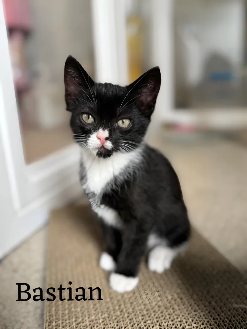 Bastian Aka Brielle thumbnail 2