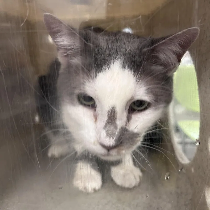 An adult large-sized male Gray / Blue / Silver Domestic Short Hair cat named Finn for adoption in Philadelphia, PA