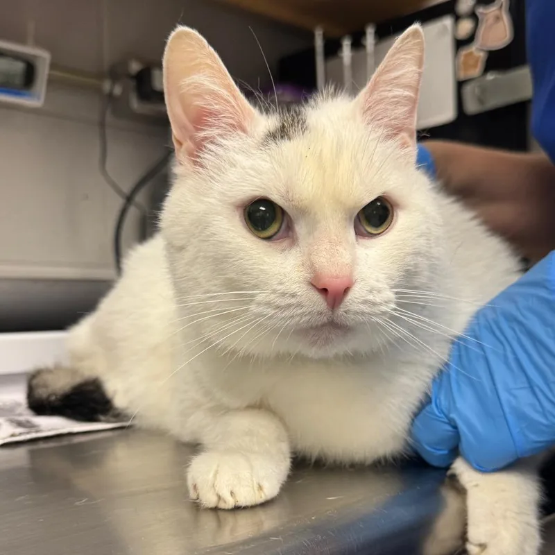 A senior large-sized male White Domestic Short Hair cat named Vanbp for adoption in Greenville, SC