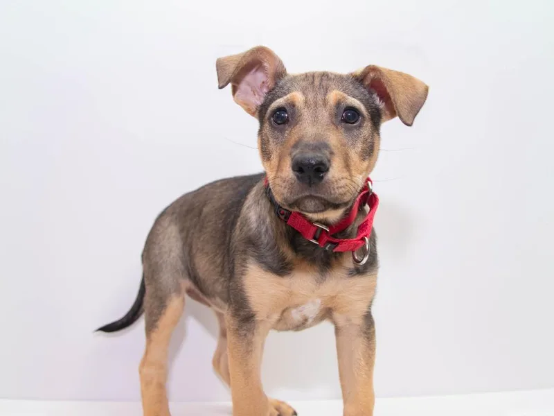 A baby medium-sized female Shepherd dog named Twinkie for adoption in Lansing, KS