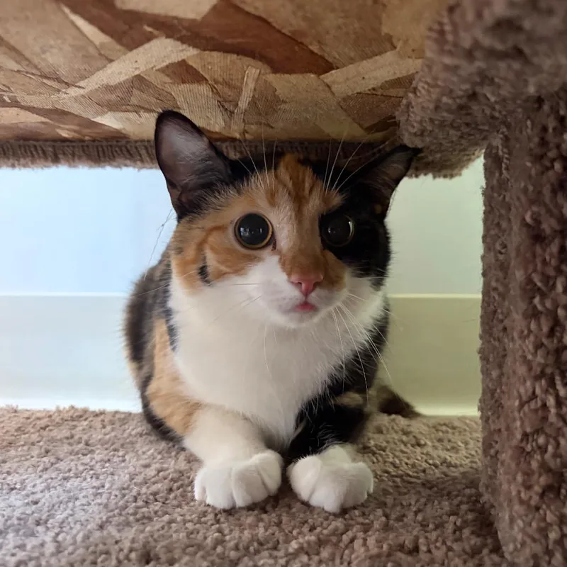 A young medium-sized female Calico Domestic Short Hair cat named Hayden for adoption in Bedford, NH