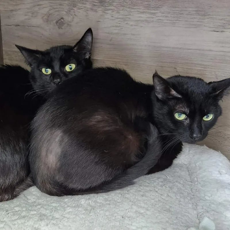 A senior medium-sized female Black Domestic Short Hair cat named Memoir for adoption in West Olive, MI