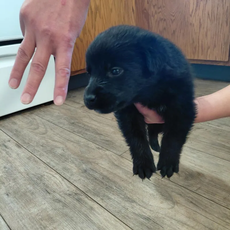 A baby large-sized male Black Rottweiler dog named Cassian for adoption in Tacoma, WA