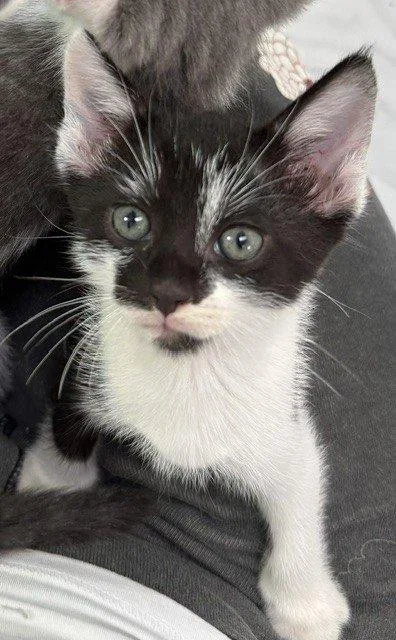 A baby small-sized male Black Domestic Short Hair cat named Albus for adoption in Raleigh, NC
