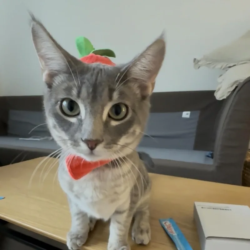 A baby small-sized male Tabby (Gray / Blue / Silver) Domestic Short Hair cat named Cassius for adoption in Weehawken, NJ