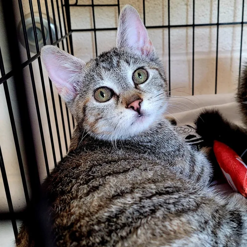 An adult large-sized female Brown / Chocolate Domestic Short Hair cat named Bitty for adoption in Waynesboro, PA
