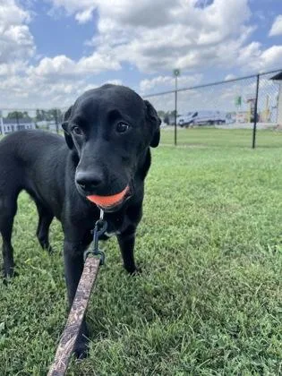 An adult medium-sized female Labrador Retriever dog named Sweets for adoption in Mount Pleasant, IA