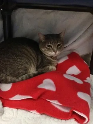 An adult medium-sized female Domestic Short Hair cat named Penny for adoption in Independence, MO