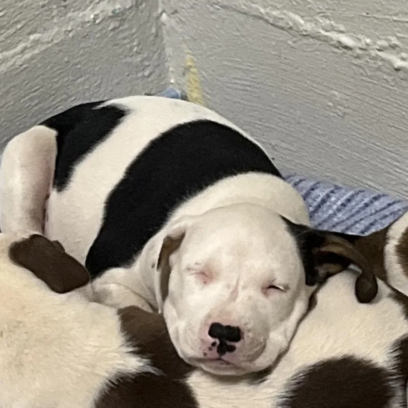 A baby small-sized female White / Cream Labrador Retriever dog named Joy for adoption in Clanton, AL