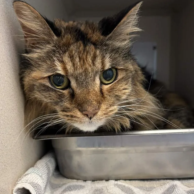 A senior medium-sized female Brown / Chocolate Domestic Long Hair cat named Holli for adoption in Gloucester, VA