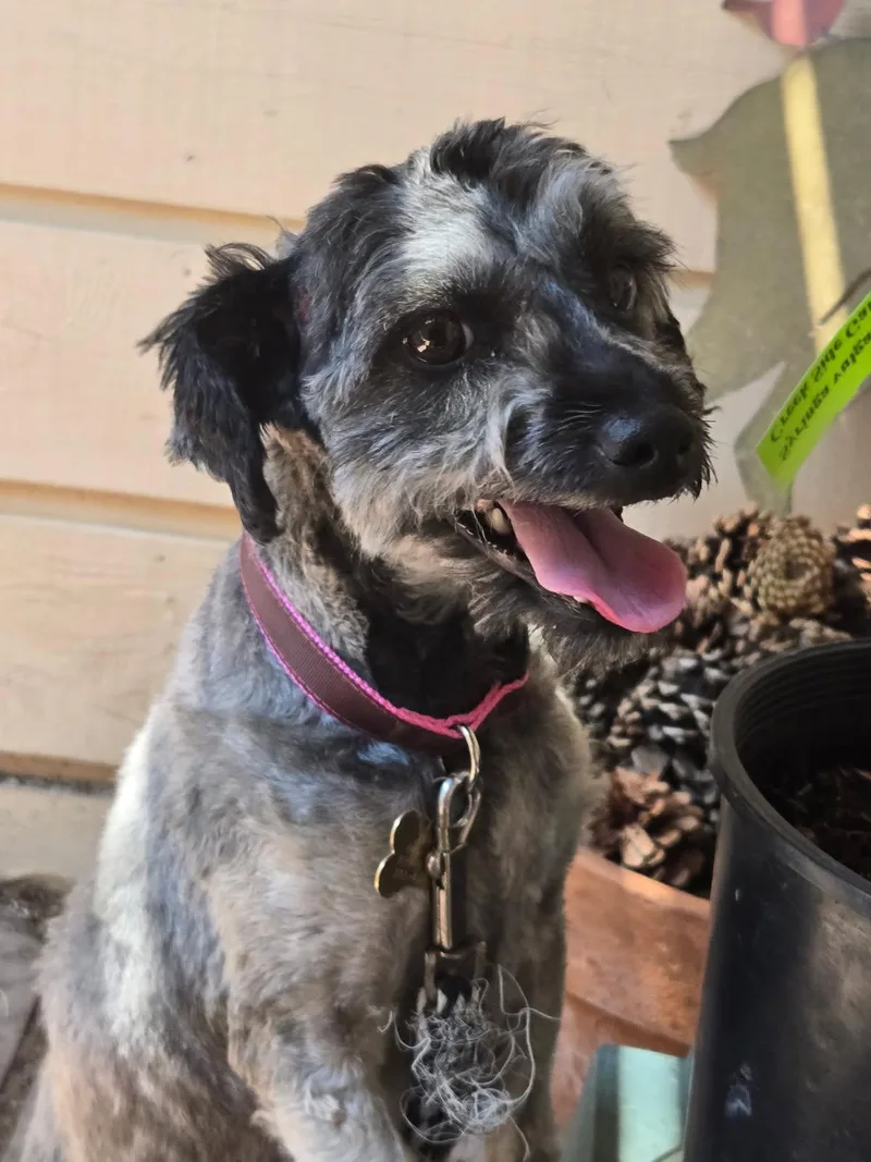 An adult small-sized female Gray / Blue / Silver Miniature Schnauzer dog named Hans & Helga for adoption in Littleton, CO