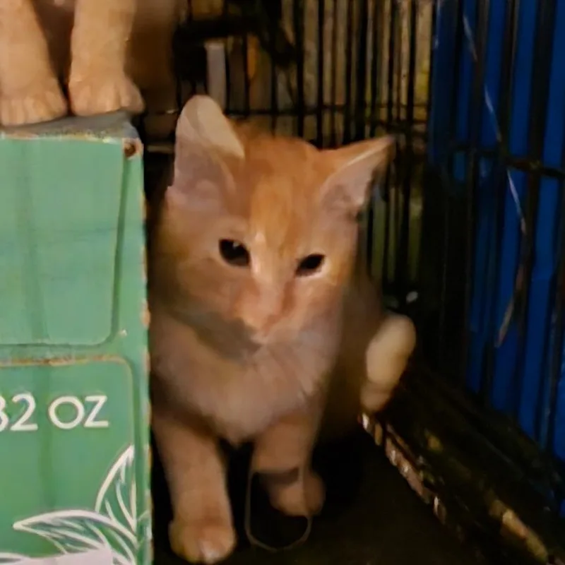 A baby small-sized male Orange / Red Domestic Short Hair cat named Sam for adoption in Grantsville, UT