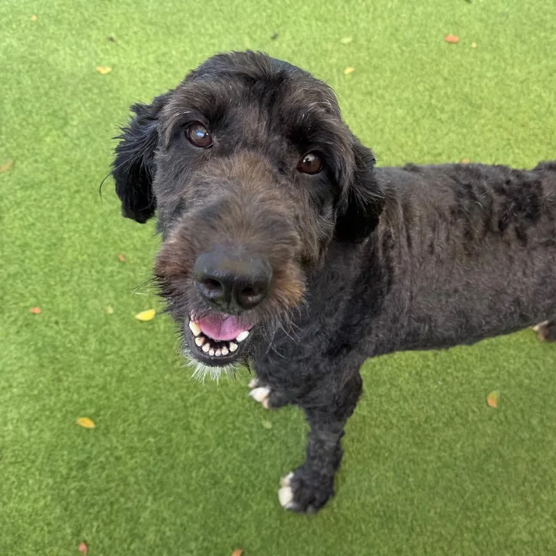An adult large-sized female Black Poodle dog named Ivy Iris for adoption in LOXAHATCHEE, FL