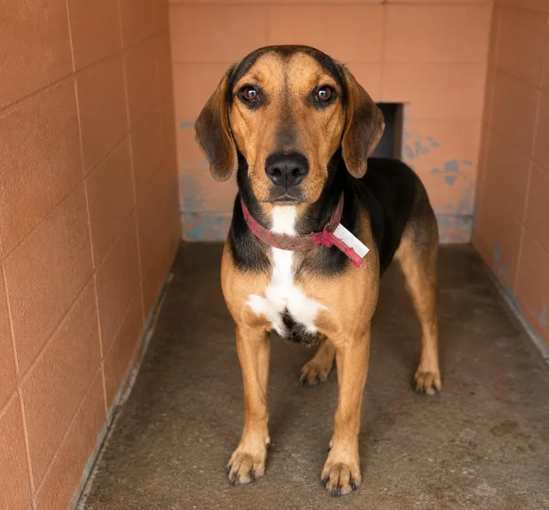 A young medium-sized female Treeing Walker Coonhound dog named Daisey for adoption in Gautier, MS