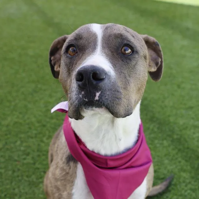 A young medium-sized female American Staffordshire Terrier dog named Shayla for adoption in San Antonio, TX