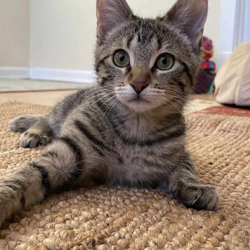 Caramel Apple thumbnail 3