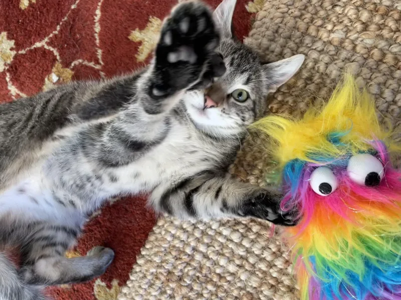 Caramel Apple thumbnail 4