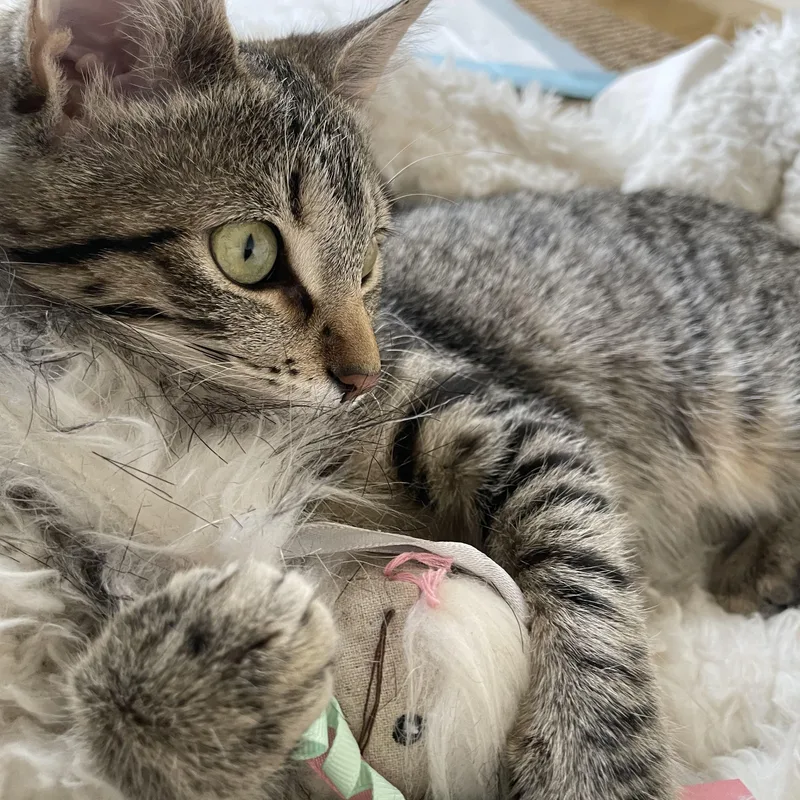 Caramel Apple thumbnail 5