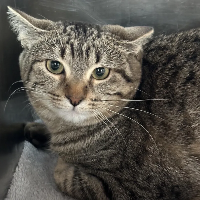 A young medium-sized female Brown / Chocolate Domestic Short Hair cat named Rumba for adoption in Matteson, IL