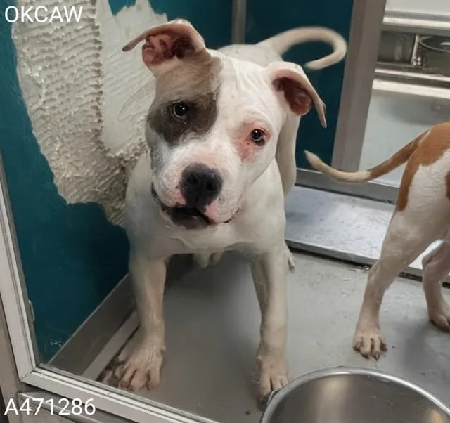 A young medium-sized female American Bulldog dog named Roz for adoption in Oklahoma City, OK