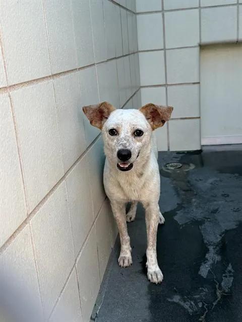 A young medium-sized female Australian Cattle Dog / Blue Heeler dog named Mona Lisa for adoption in Corpus Christi, TX