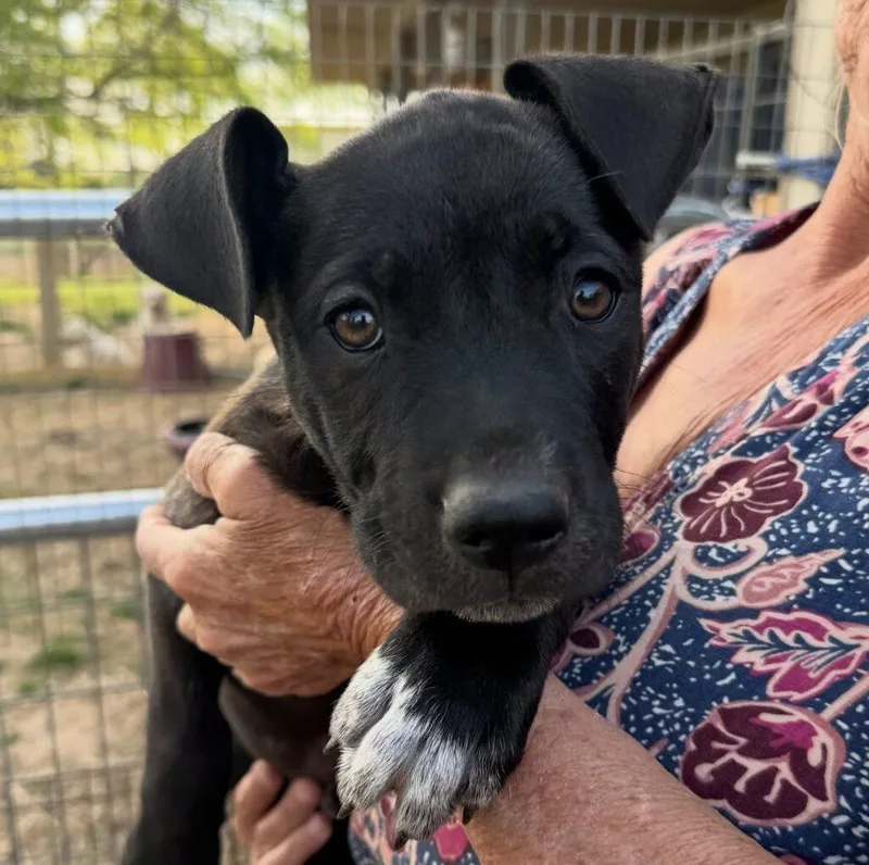 A baby medium-sized male Black American Staffordshire Terrier dog named Olaf for adoption in Salem, NH