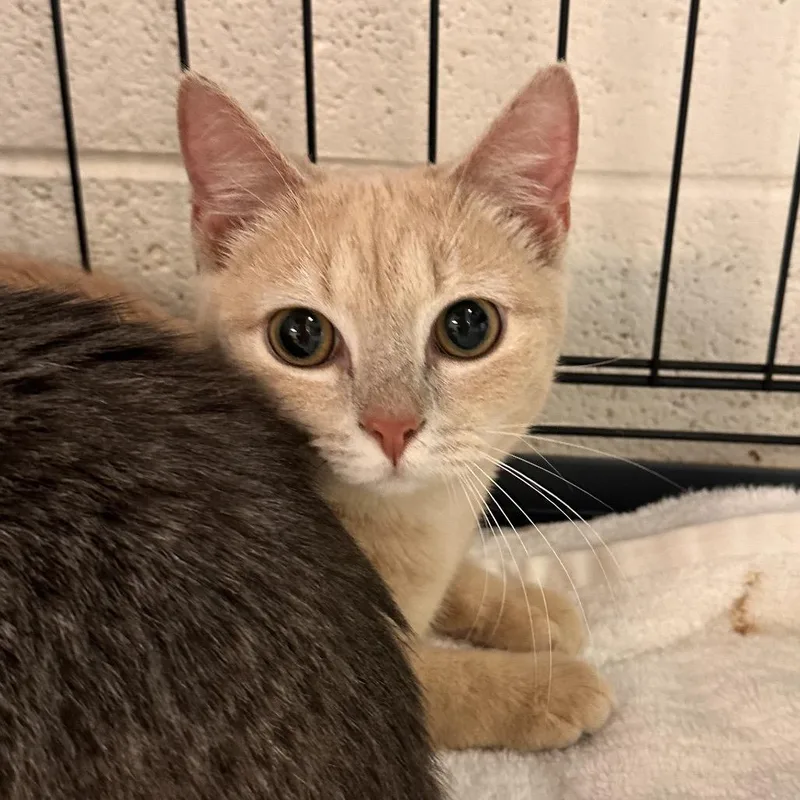 A young medium-sized male Buff / Tan / Fawn Domestic Short Hair cat named Reply All for adoption in Rocky Mount, VA