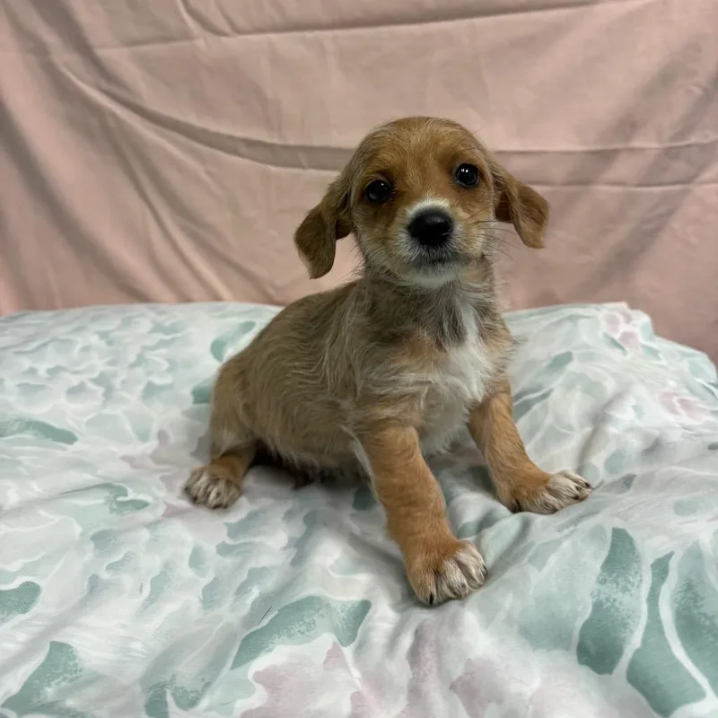 A baby small-sized male Yellow / Tan / Blond / Fawn Terrier dog named Ollie for adoption in Fresno, CA