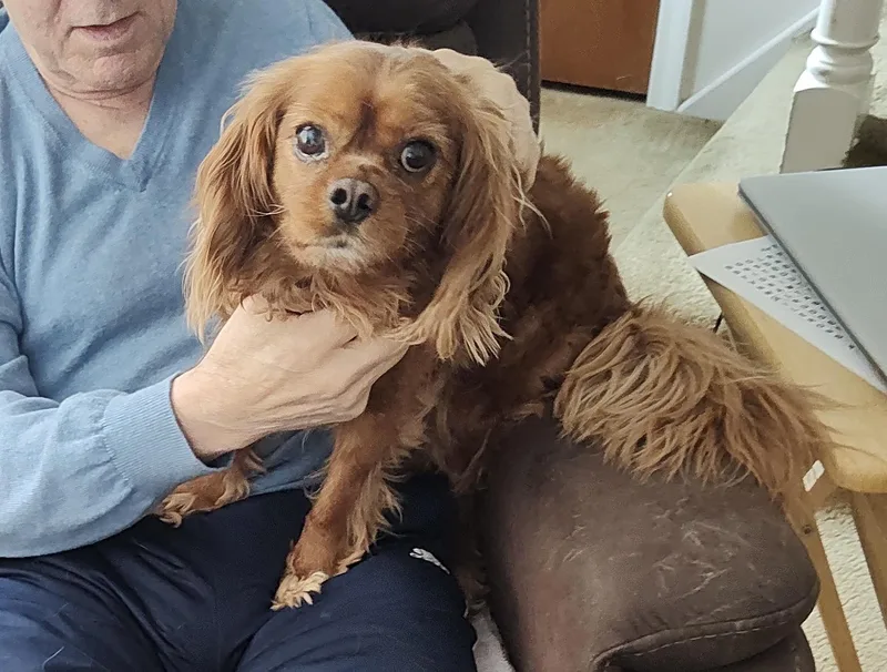 An adult small-sized male Brown / Chocolate Cavalier King Charles Spaniel dog named Rusty for adoption in Dayville, CT