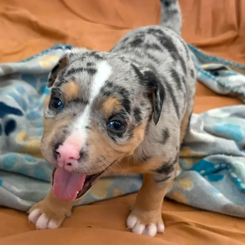 A baby medium-sized male Merle (Blue) Catahoula Leopard Dog dog named Chicken AL for adoption in Austin, TX