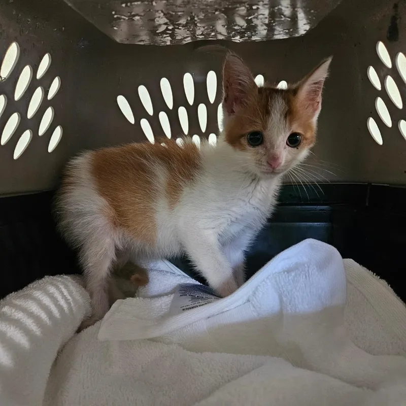 A baby small-sized male Orange / Red Domestic Short Hair cat named Hashbrown for adoption in Hattiesburg, MS