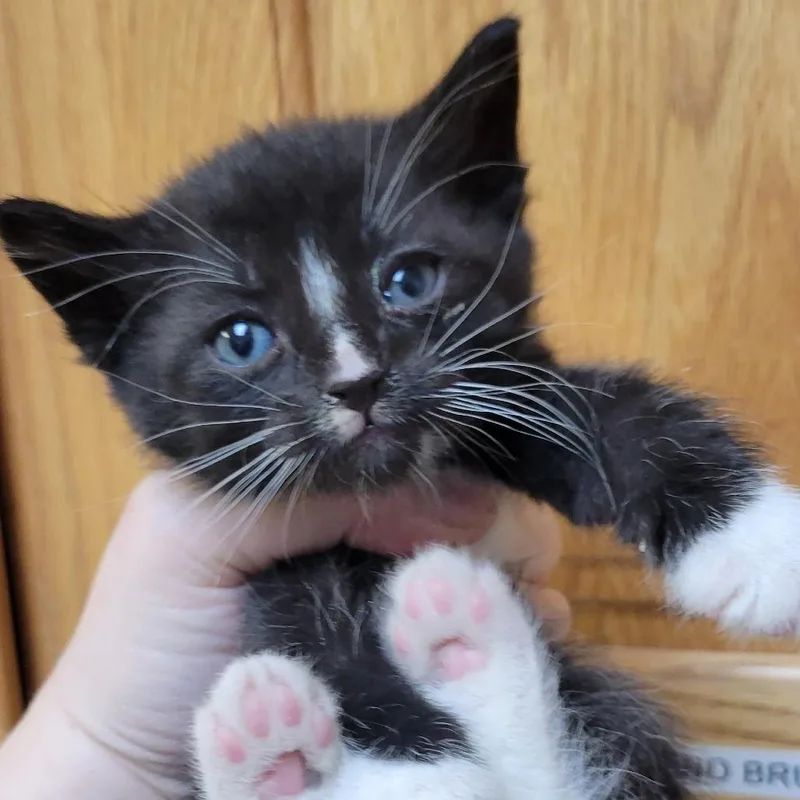 Mr. Whiskers
