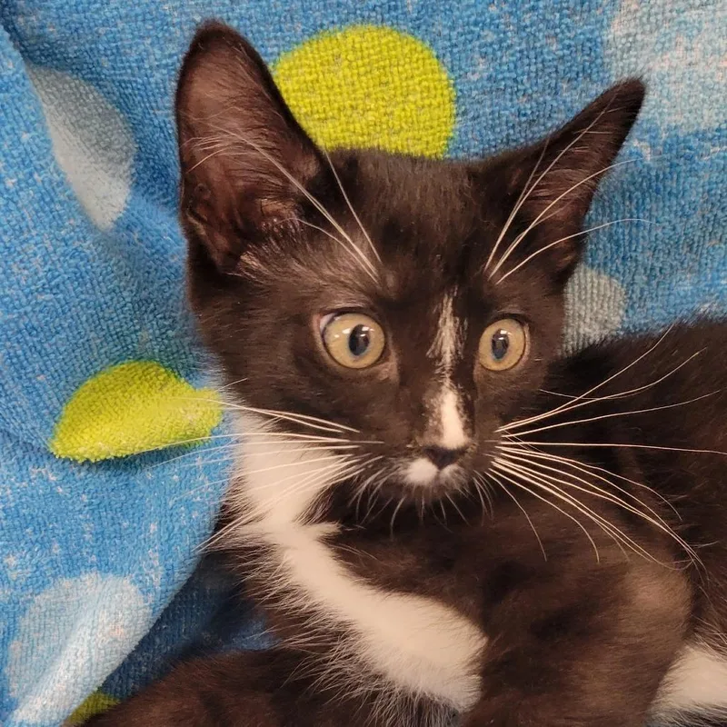 Mr. Whiskers thumbnail 2