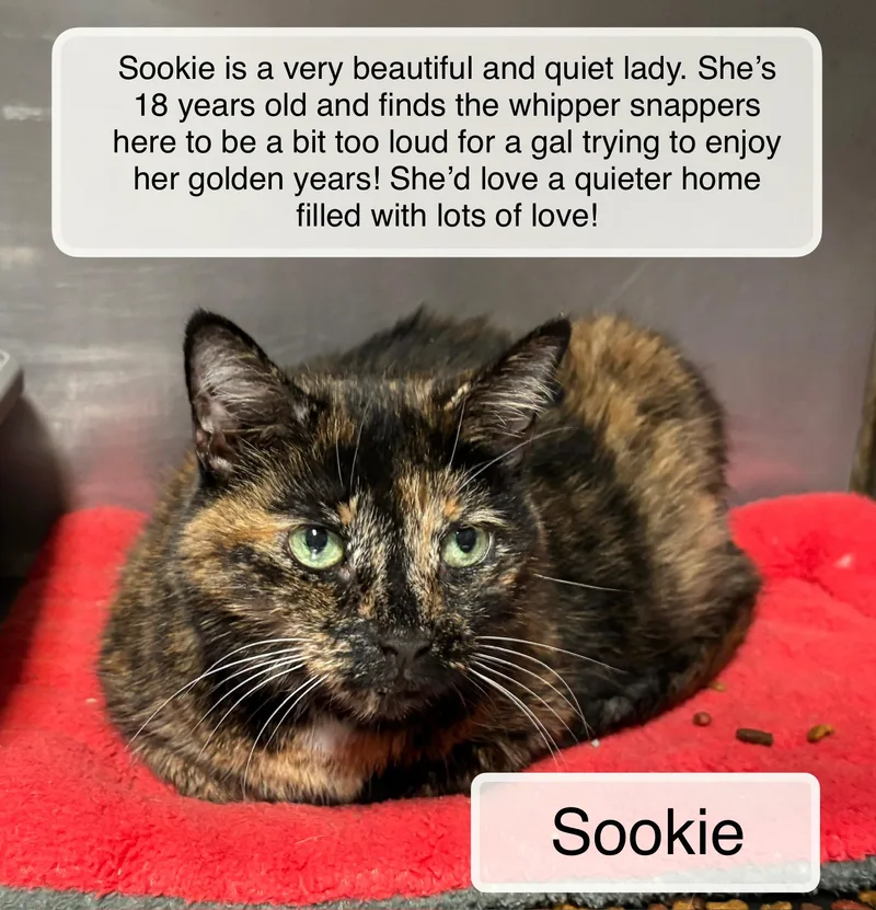 A senior large-sized female Domestic Short Hair cat named Sookie for adoption in Ellicott City, MD