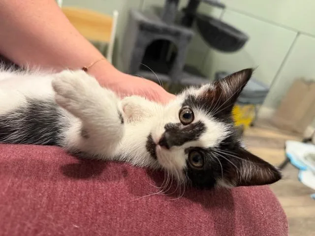 A baby medium-sized female Domestic Short Hair cat named Sisu for adoption in Pawtucket, RI