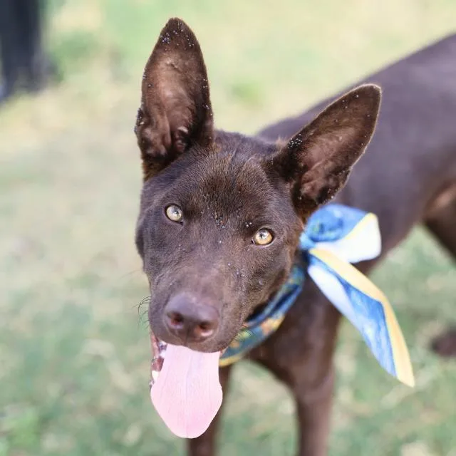A young medium-sized male Australian Kelpie dog named Roy for adoption in San Antonio, TX
