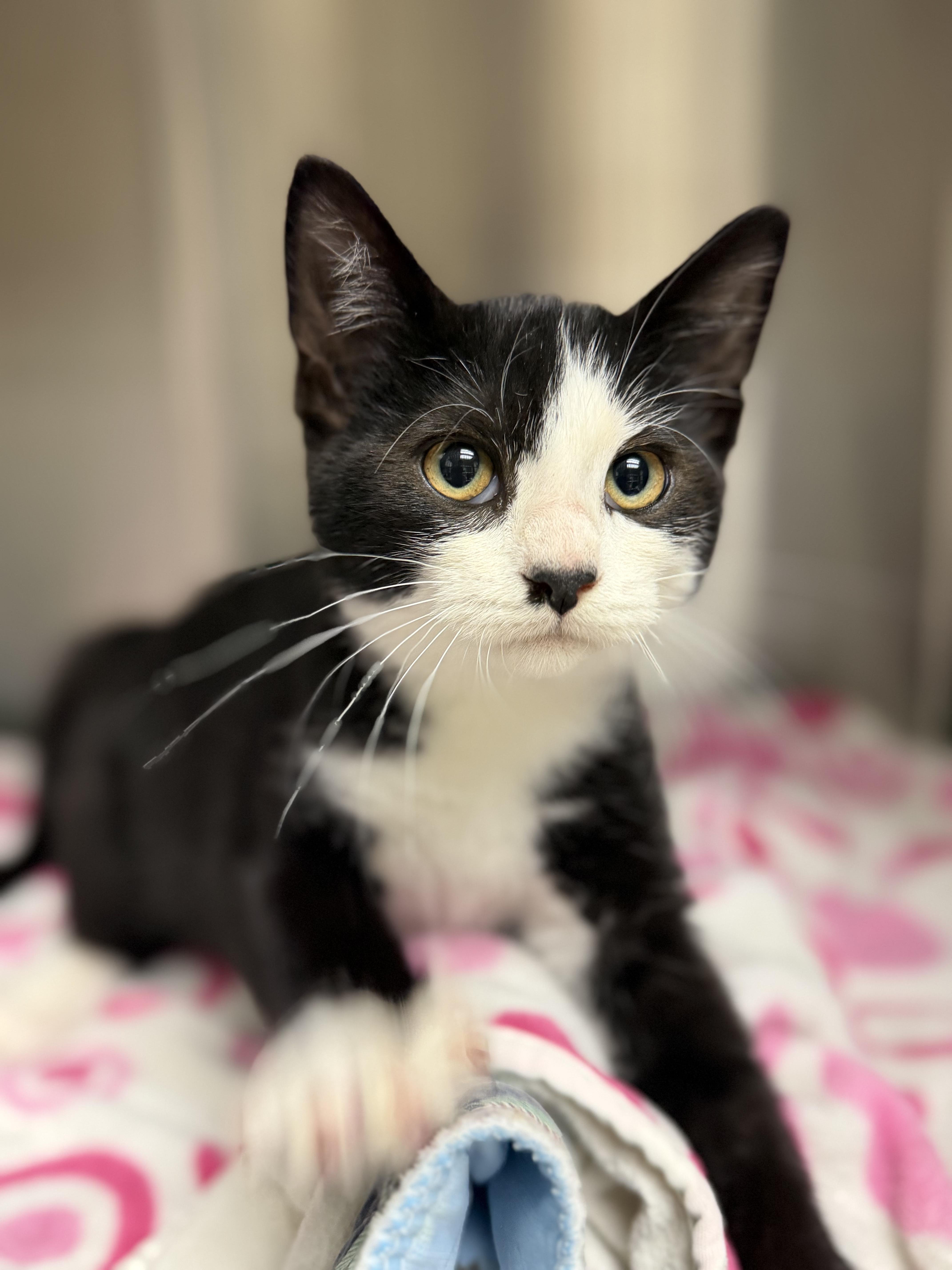 A young medium-sized male Black & White / Tuxedo Domestic Short Hair cat named Seeker for adoption in Hazleton, IA