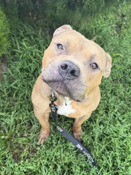 An adult large-sized male Brown / Chocolate Pit Bull Terrier dog named Bumblebee for adoption in Kansas City, MO