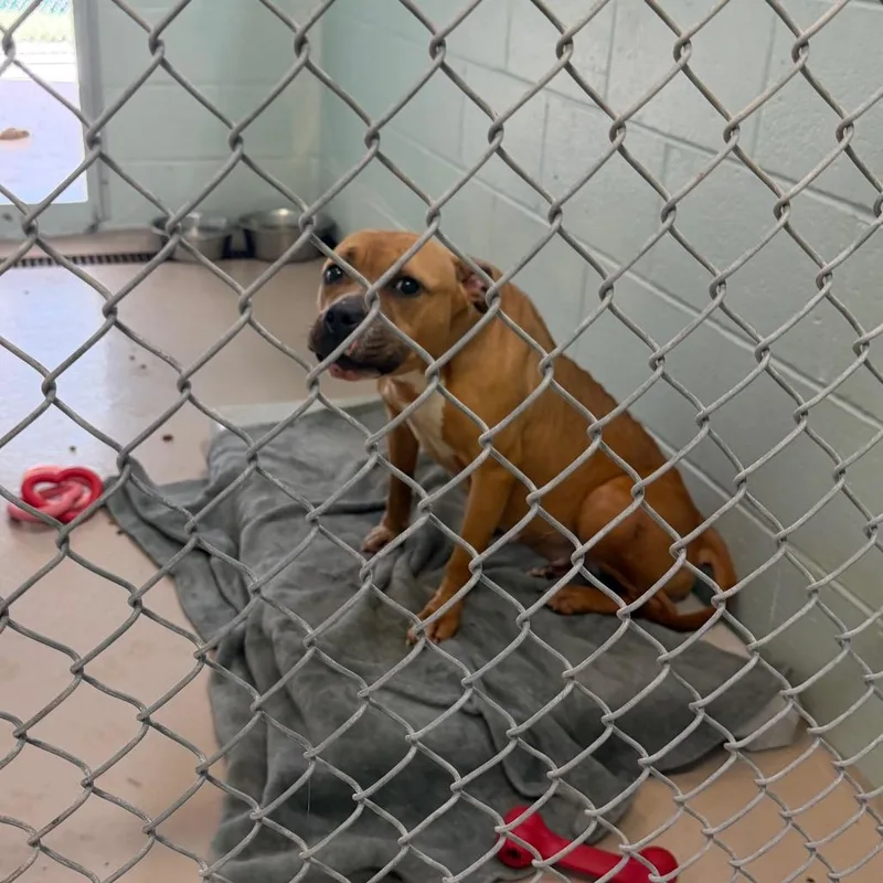 A young medium-sized female Pit Bull Terrier dog named S for adoption in Newark, NJ