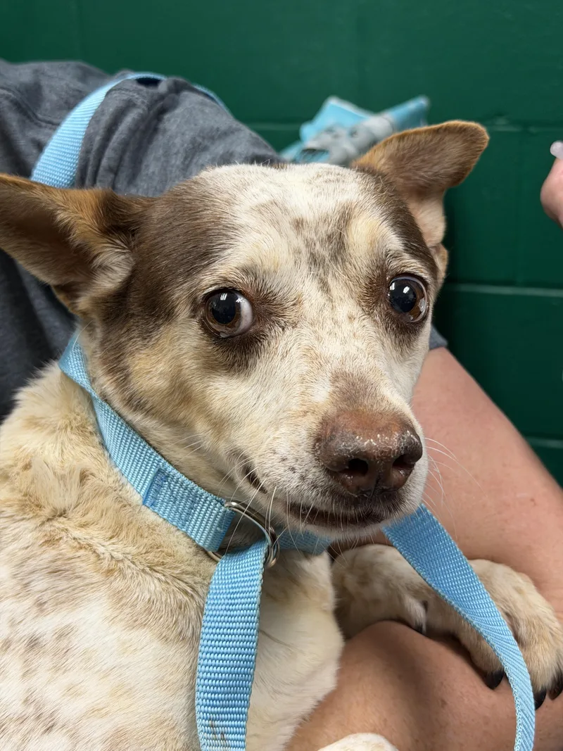An adult medium-sized female White / Cream Australian Cattle Dog / Blue Heeler dog named Honey for adoption in Blue Springs, MO
