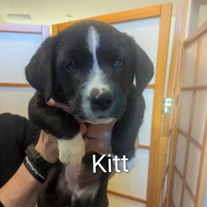 Kitt D