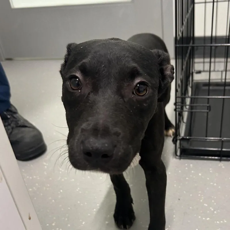A baby medium-sized female Black Mixed Breed dog named Beatrice for adoption in Kennebunk, ME