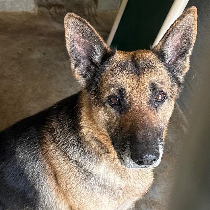 A senior medium-sized male Yellow / Tan / Blond / Fawn German Shepherd Dog dog named Tanner for adoption in Coos Bay, OR