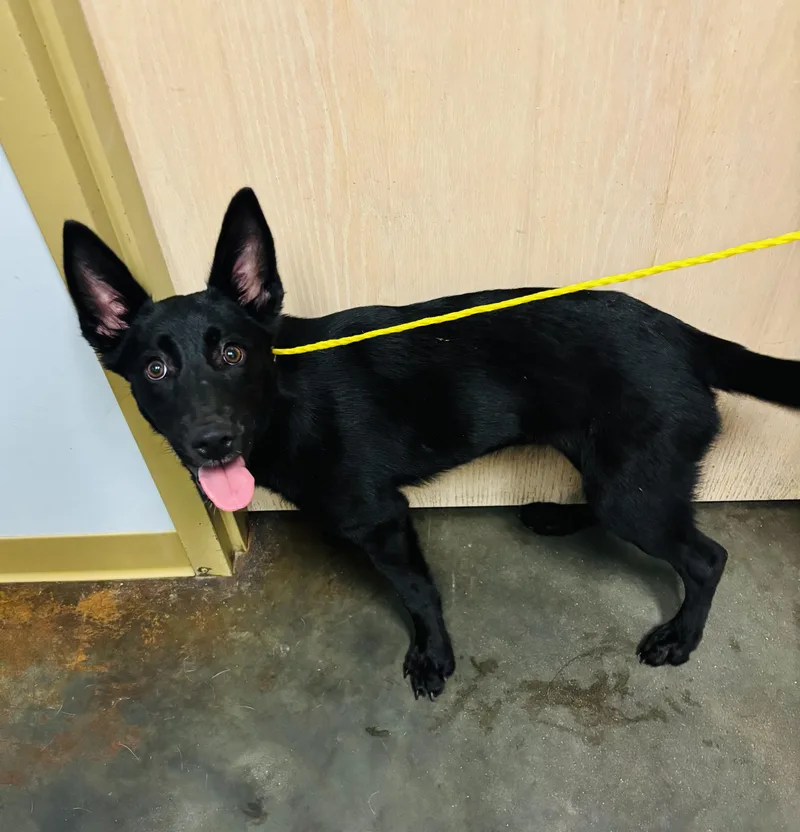 A young medium-sized female Black Shepherd dog named Rhyneras for adoption in Council Bluffs, IA