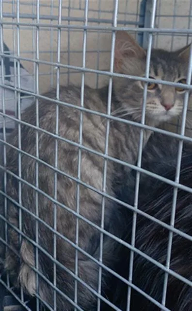 A young medium-sized female Domestic Short Hair cat named Koi for adoption in Fort Lauderdale, FL